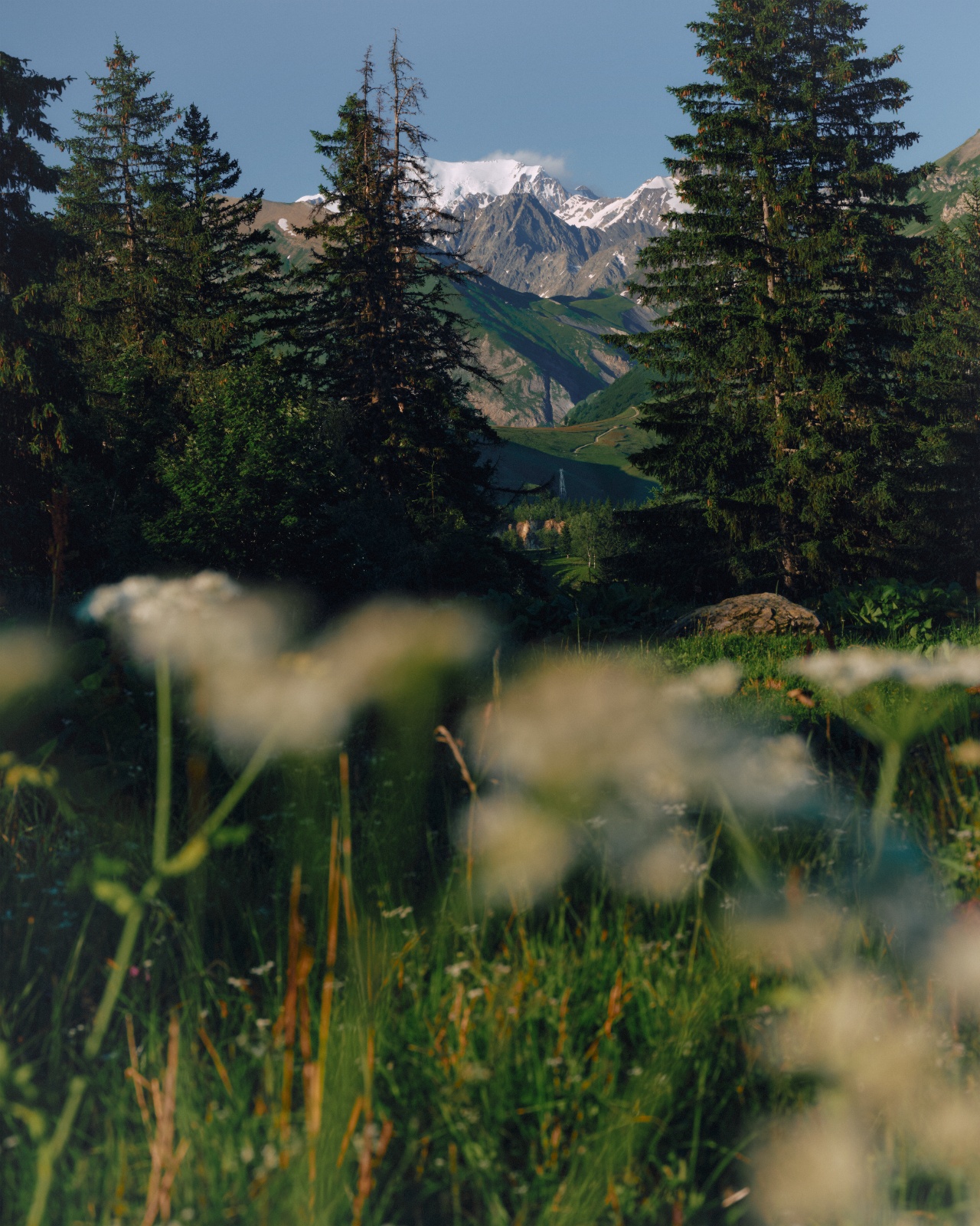 Snow-covered mountains framed by evergreen trees and wildflowers